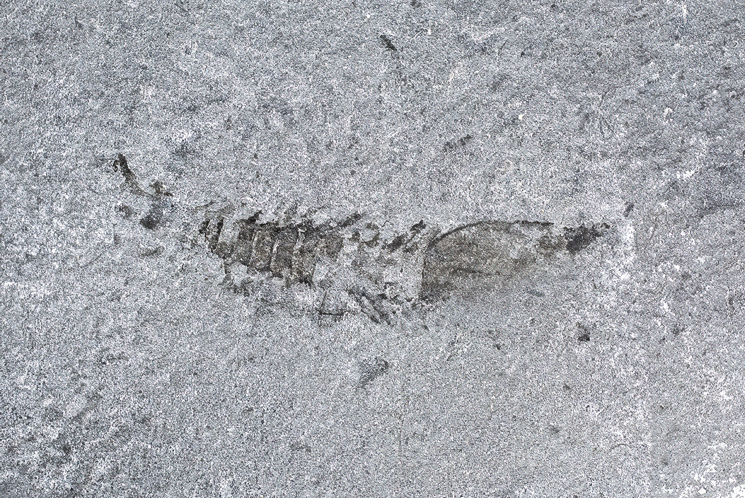 Arthropod