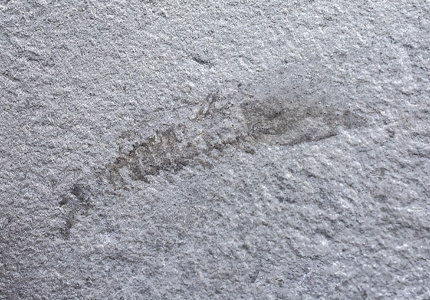 Cambrian Arthropod