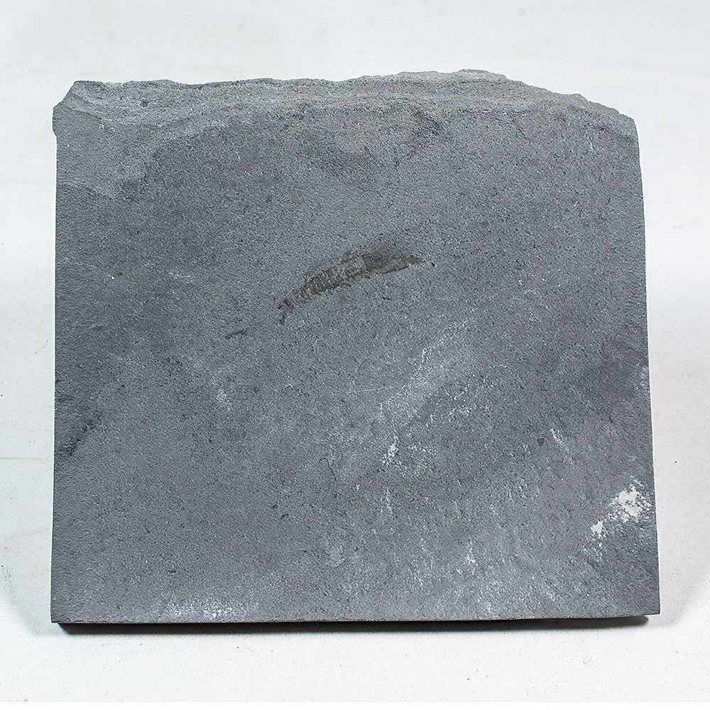 Cambrian Arthropod - Image 2