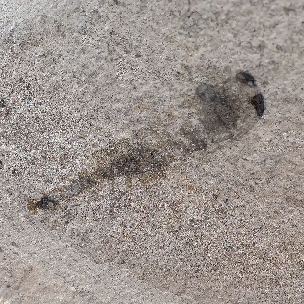 Cambrian Arthropod