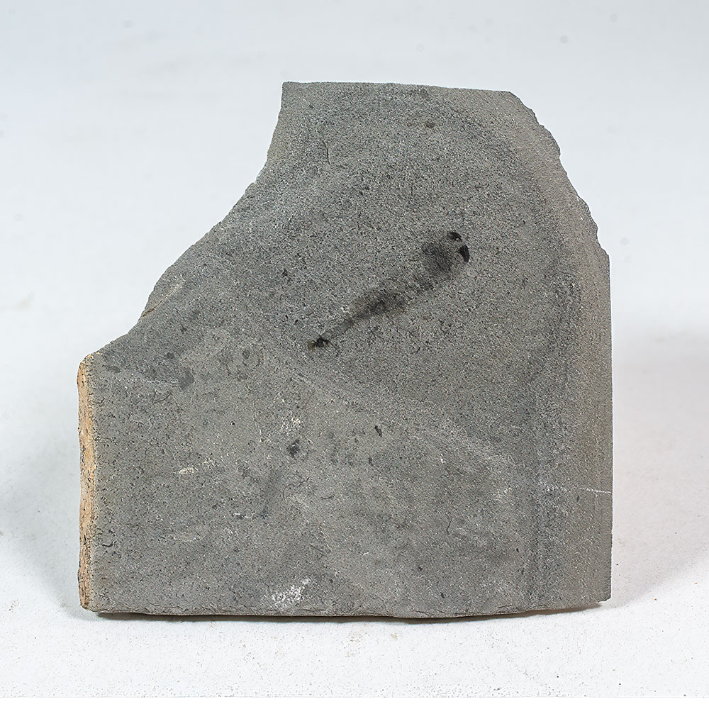 Cambrian Arthropod - Image 2