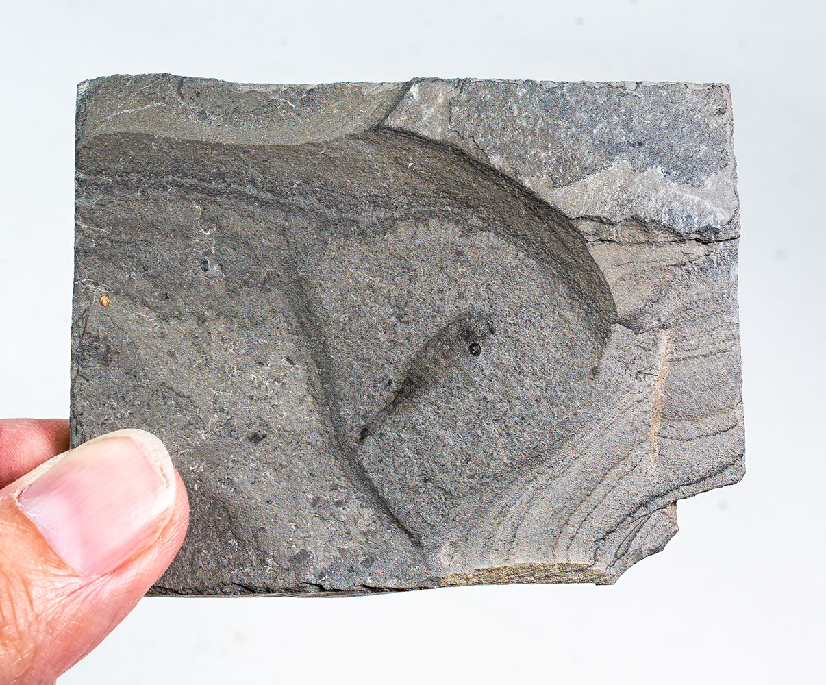 New to Science - Cambrian Arthropod - Image 2