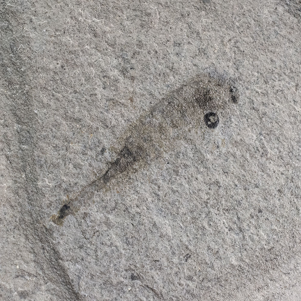 New to Science - Cambrian Arthropod