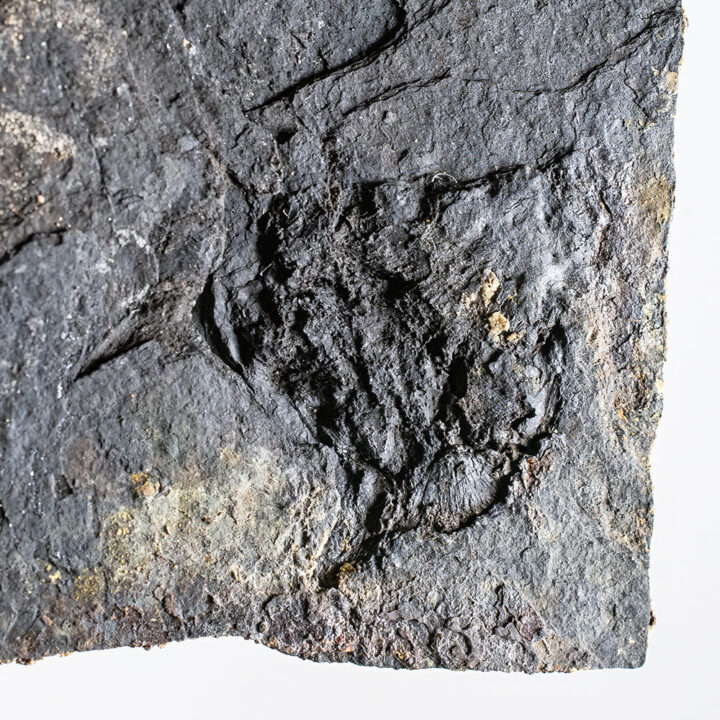 Horned Carboniferous Amphibian - Diceratosaurus