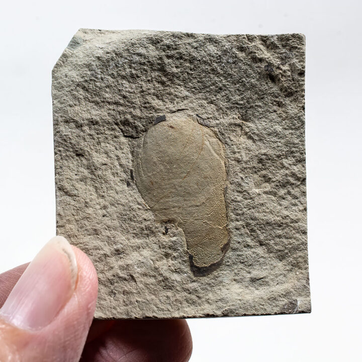 Wyoming placoderm - Protaspis bucheri