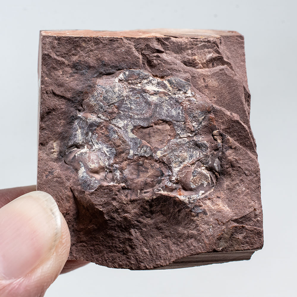 Devonian Placoderm from Wyoming - Bryantolepis