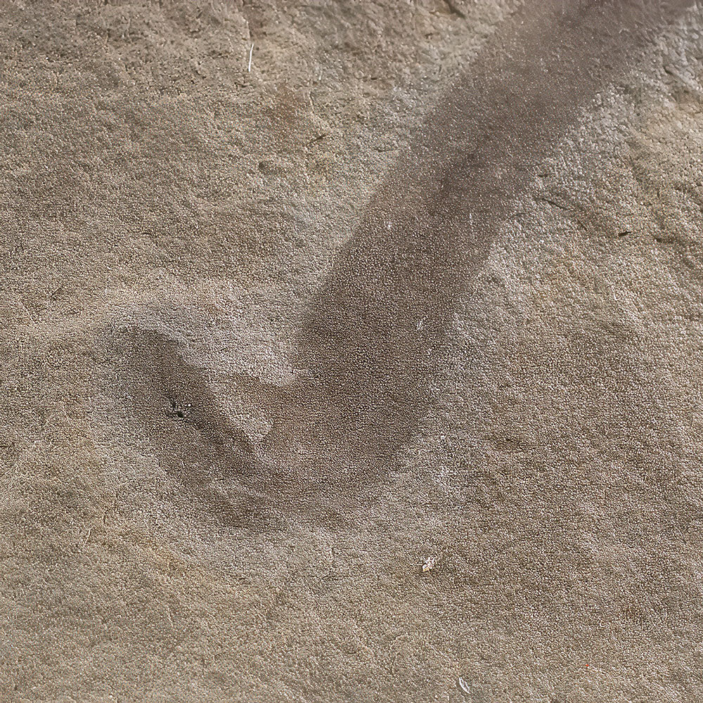 Bear Gulch Worm With Visible Jaws - Sorbis - Image 2
