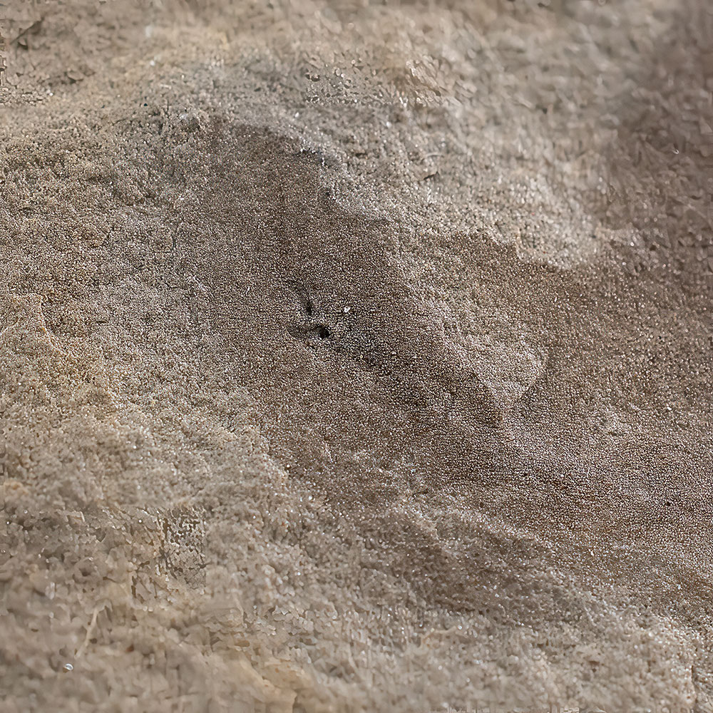Bear Gulch Worm With Visible Jaws - Sorbis - Image 3
