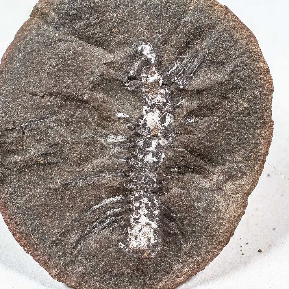 Complete Mazon Creek Centipede - Latzelia primordialis