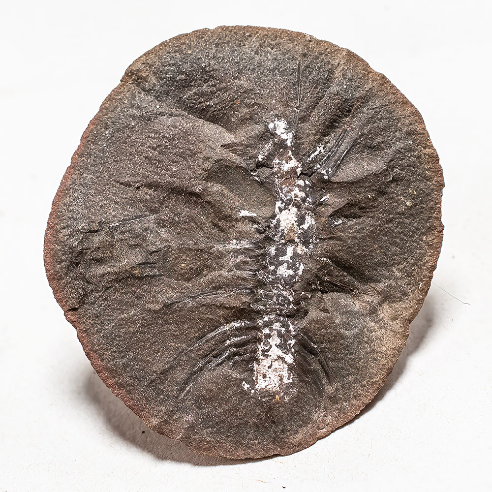 Complete Mazon Creek Centipede - Latzelia primordialis - Image 2