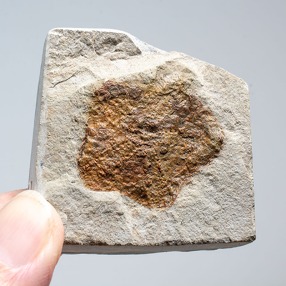 Devonian Echinoid- Hyattechinus pentagonalis