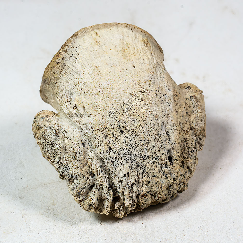 Ankylosaur Claw - Pinacosaurus - Image 2
