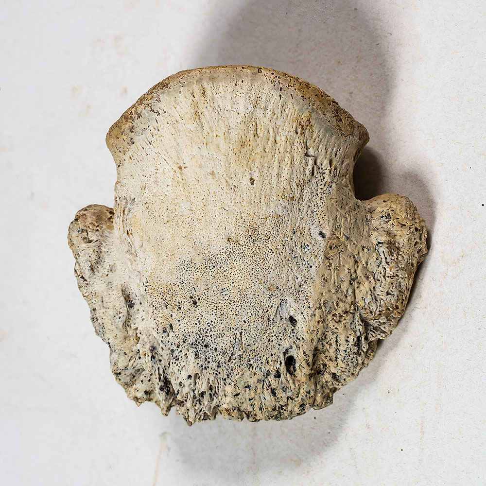 Ankylosaur Claw - Pinacosaurus