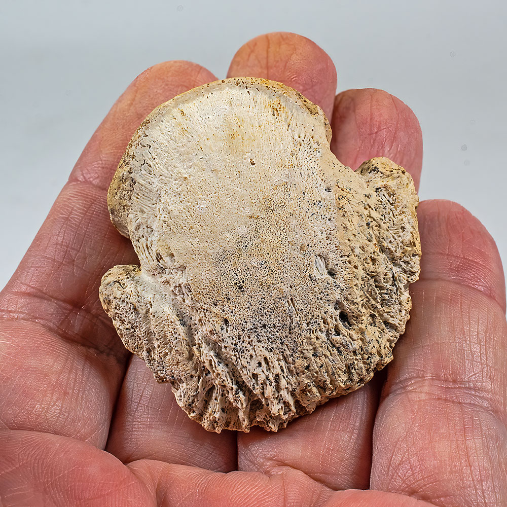 Ankylosaur Claw - Pinacosaurus - Image 3