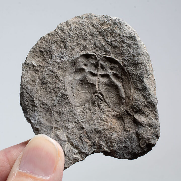 Phyllocarid - Echinocaris punctatus