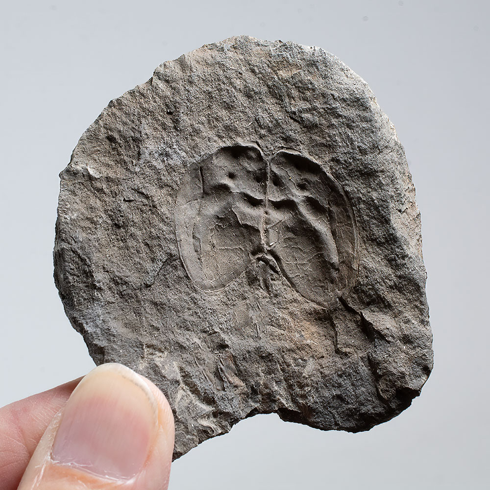 Phyllocarid - Echinocaris punctatus