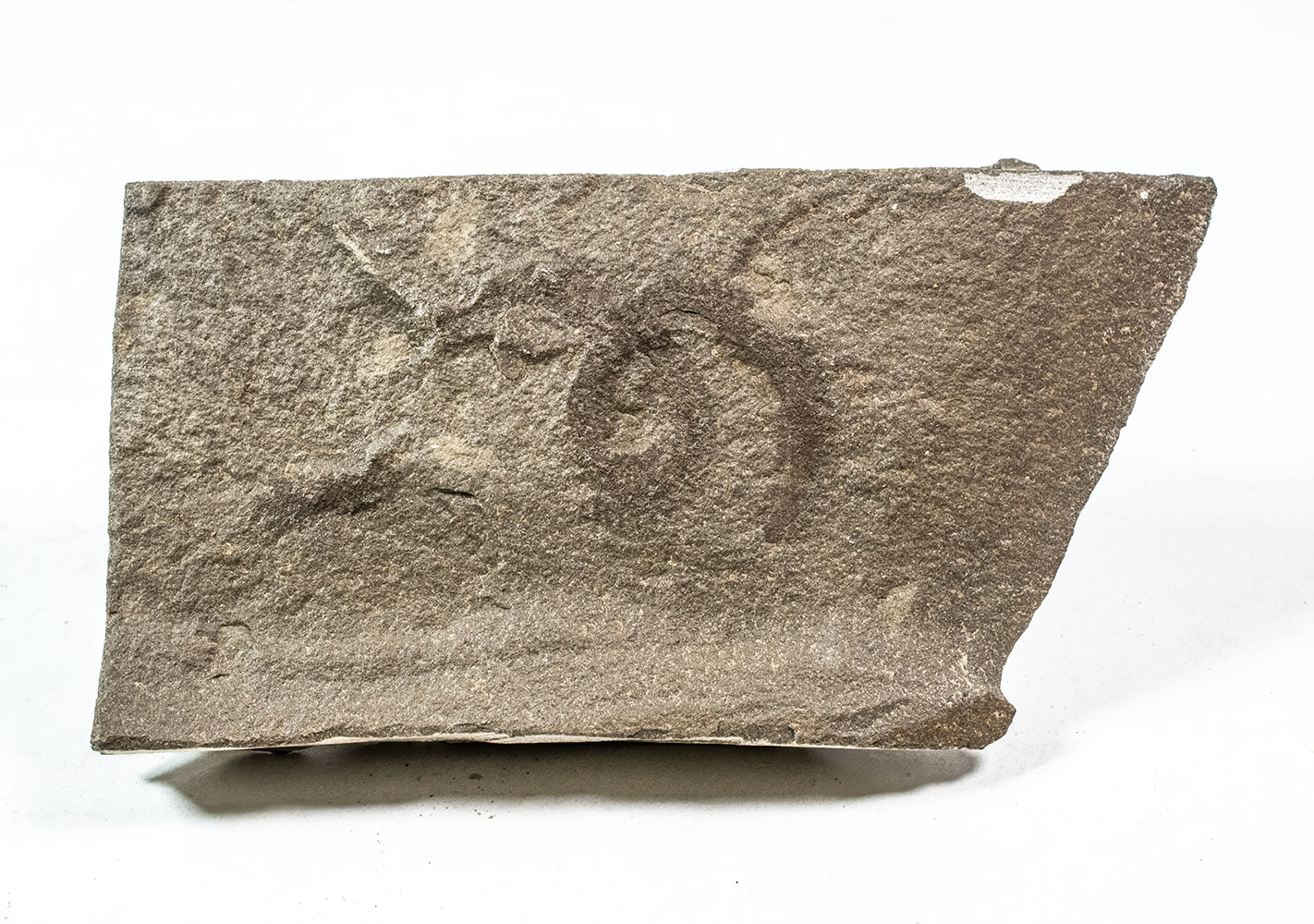 Bear Gulch Annelid worm - Deuteronectanebos - Image 2