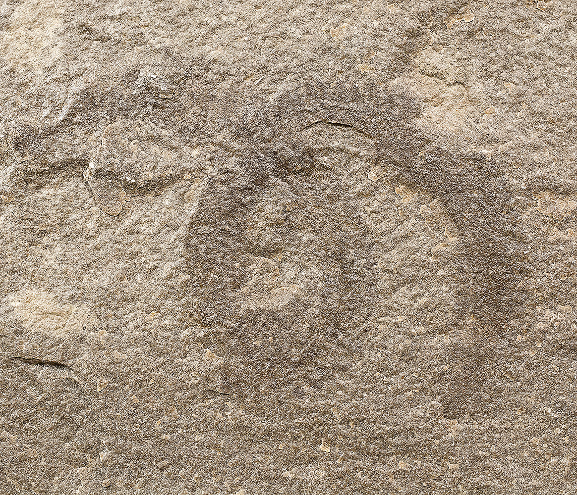 Bear Gulch Annelid worm - Deuteronectanebos - Image 3