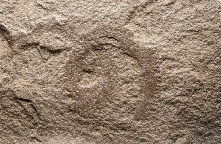 Bear Gulch Annelid worm - Deuteronectanebos