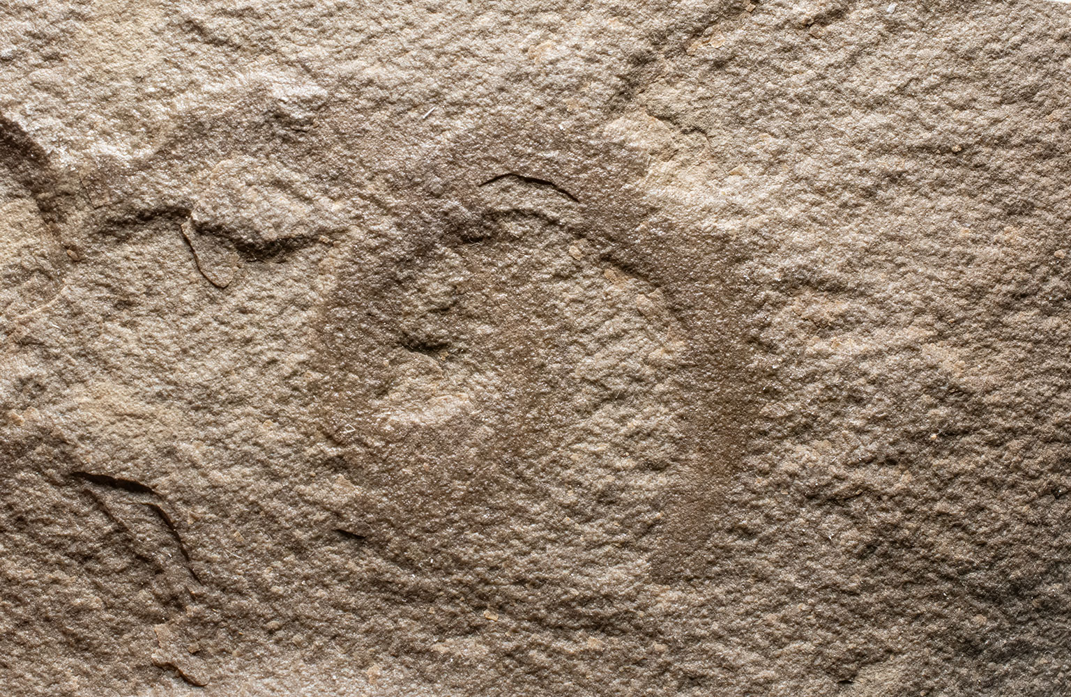 Bear Gulch Annelid worm - Deuteronectanebos