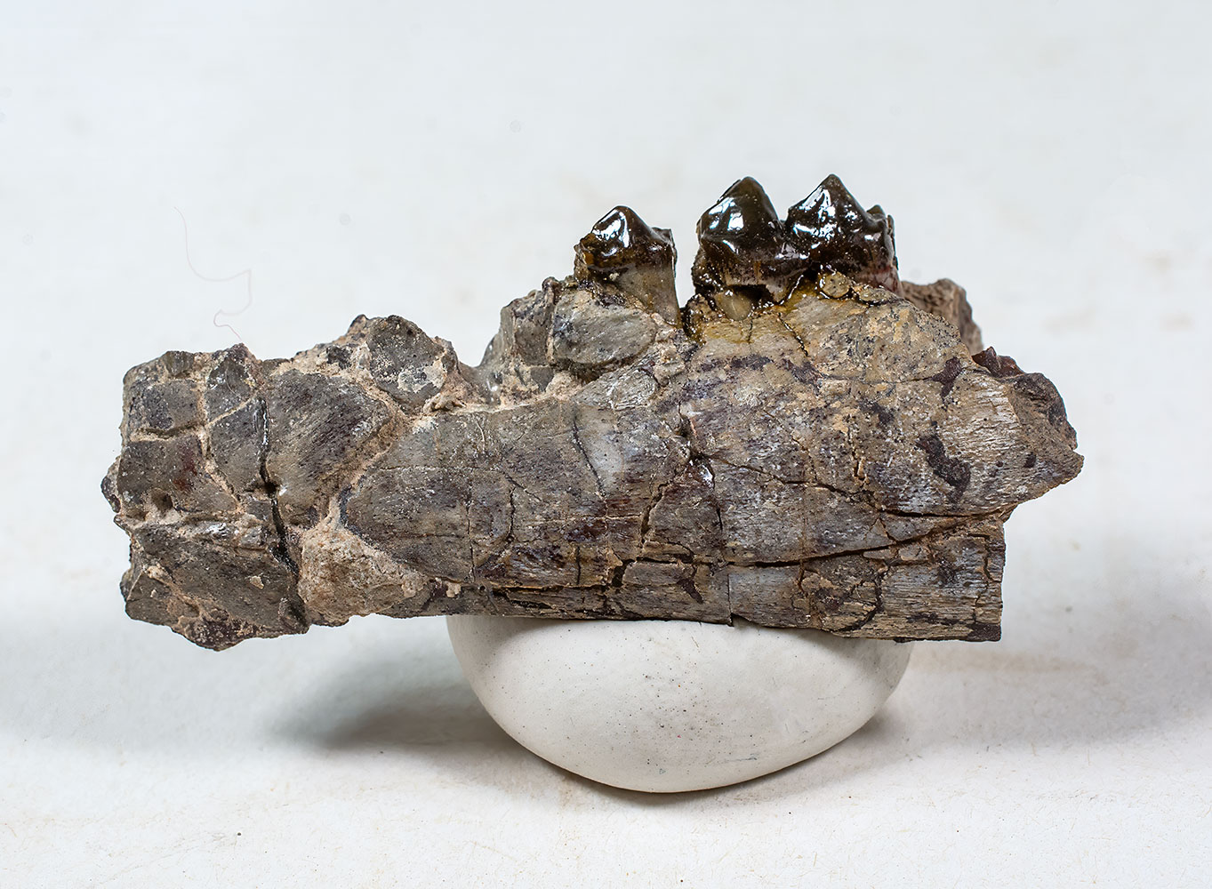 What is a condylarth? - Hyopsodus - Image 3