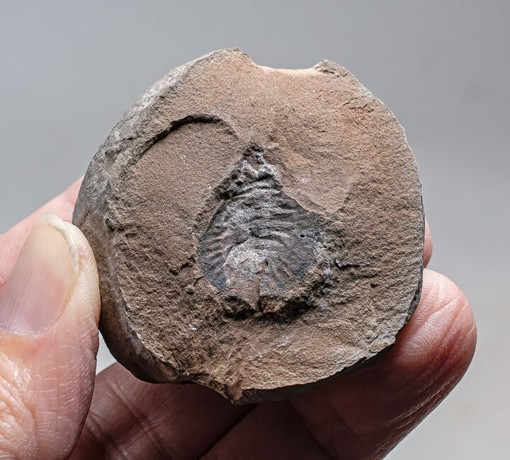 Carboniferous Spider-Like Arthropod - Maiocercus