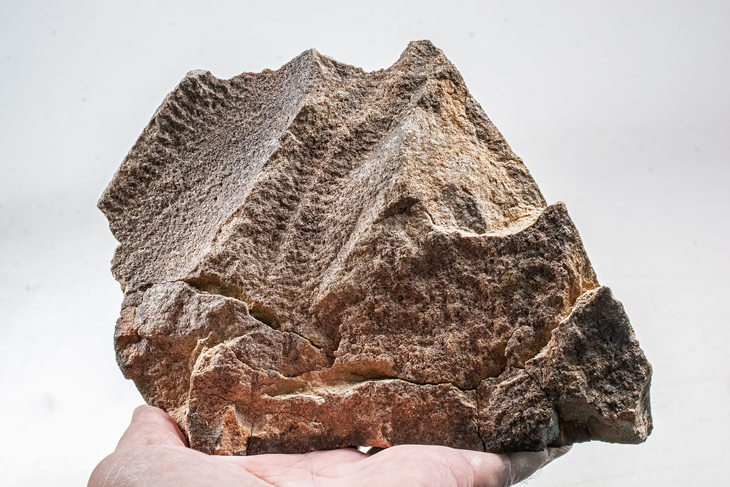 Iconic Ediacaran fossil from Namibia - Pteridinium
