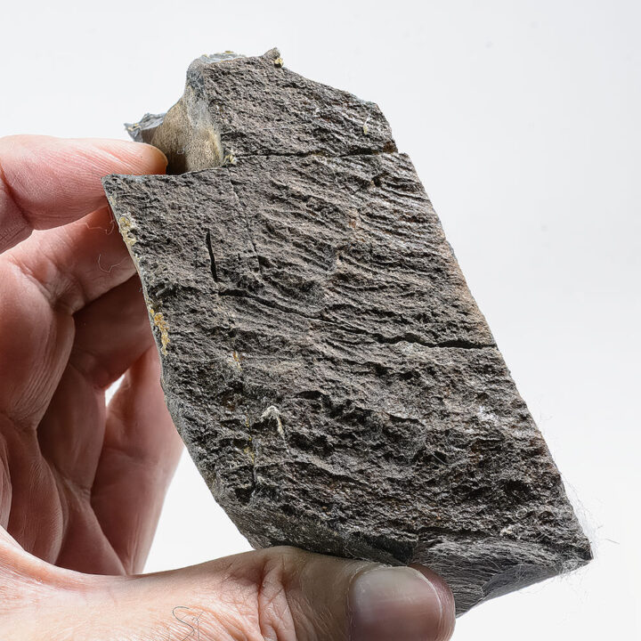 Canadian Precambrian frond - Fractofusus