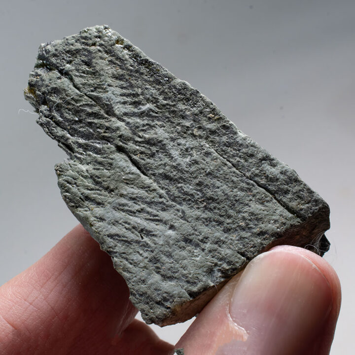 Canadian Precambrian frond - Fractofusus