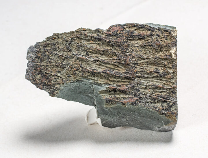 Extremely rare Precambrian animal - Fractofusus