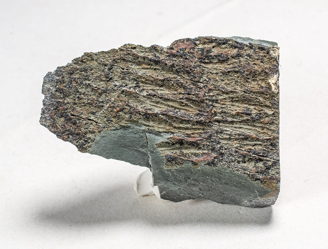 Extremely rare Precambrian animal - Fractofusus