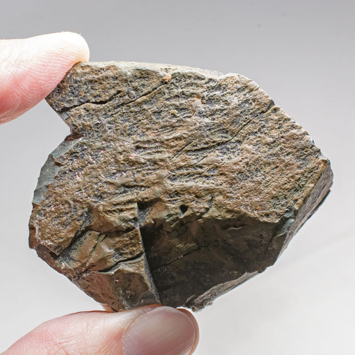 Rare Precambrian frond - Fractofusus
