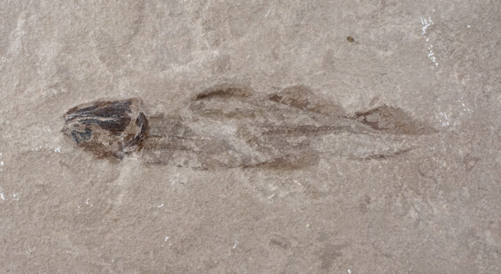 Bear Gulch Fish - Atracauda longipes
