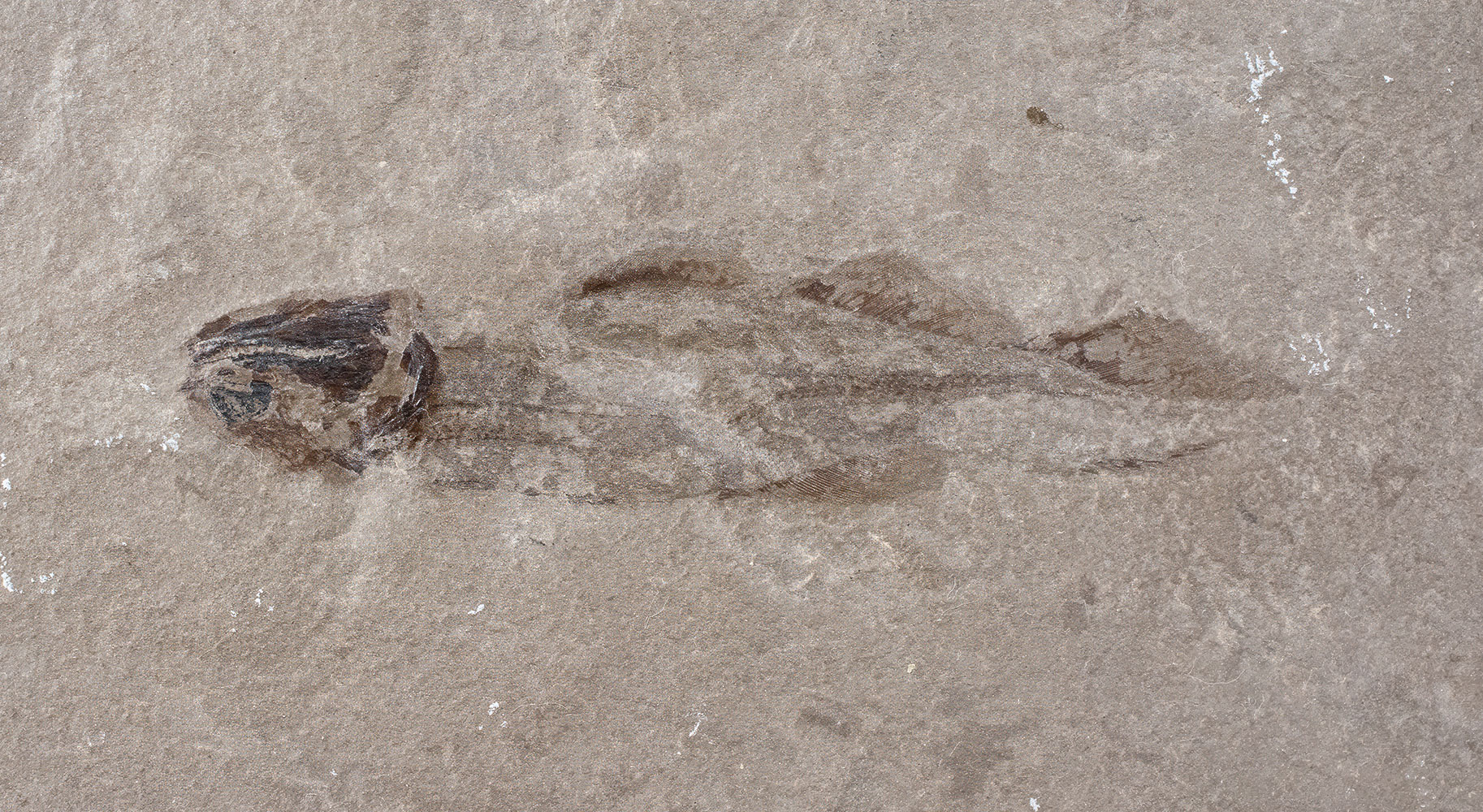 Bear Gulch Fish - Atracauda longipes
