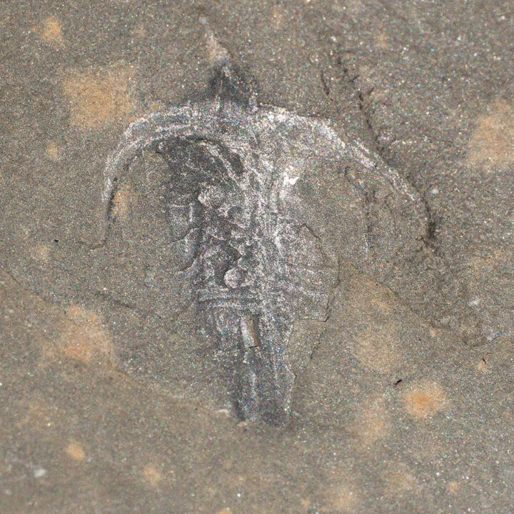 Burgess Shale - Marrella splendens