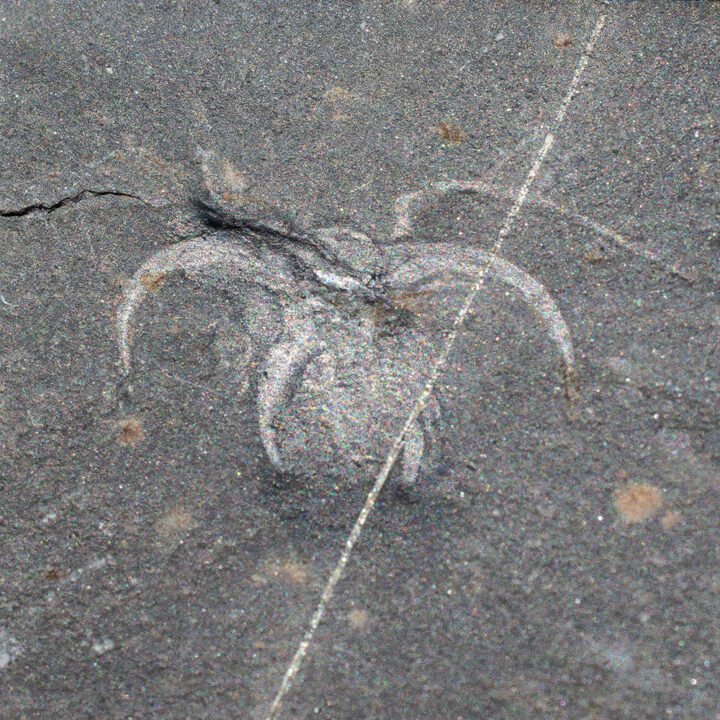 Iconic Burgess Shale Arthropod - Marrella