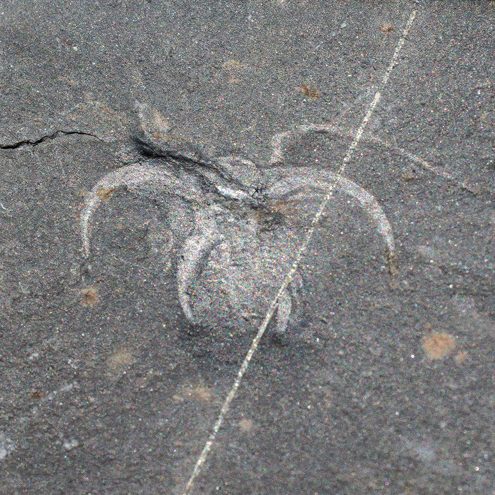 Iconic Burgess Shale Arthropod - Marrella