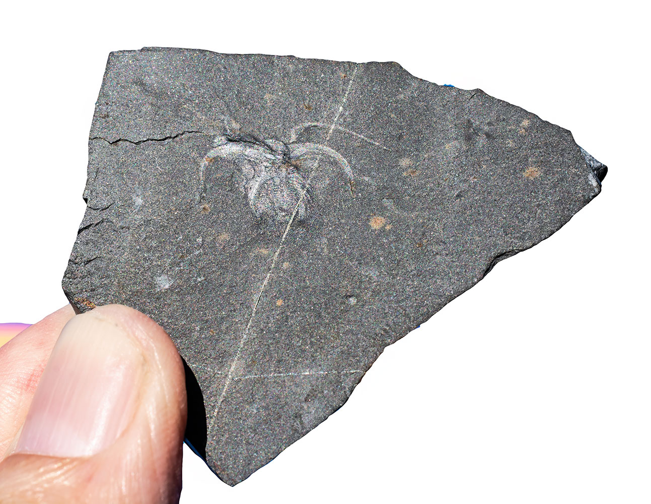 Iconic Burgess Shale Arthropod - Marrella - Image 3