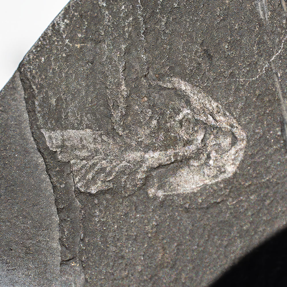 Ultra-rare Burgess Shale chordate - Metaspriggina