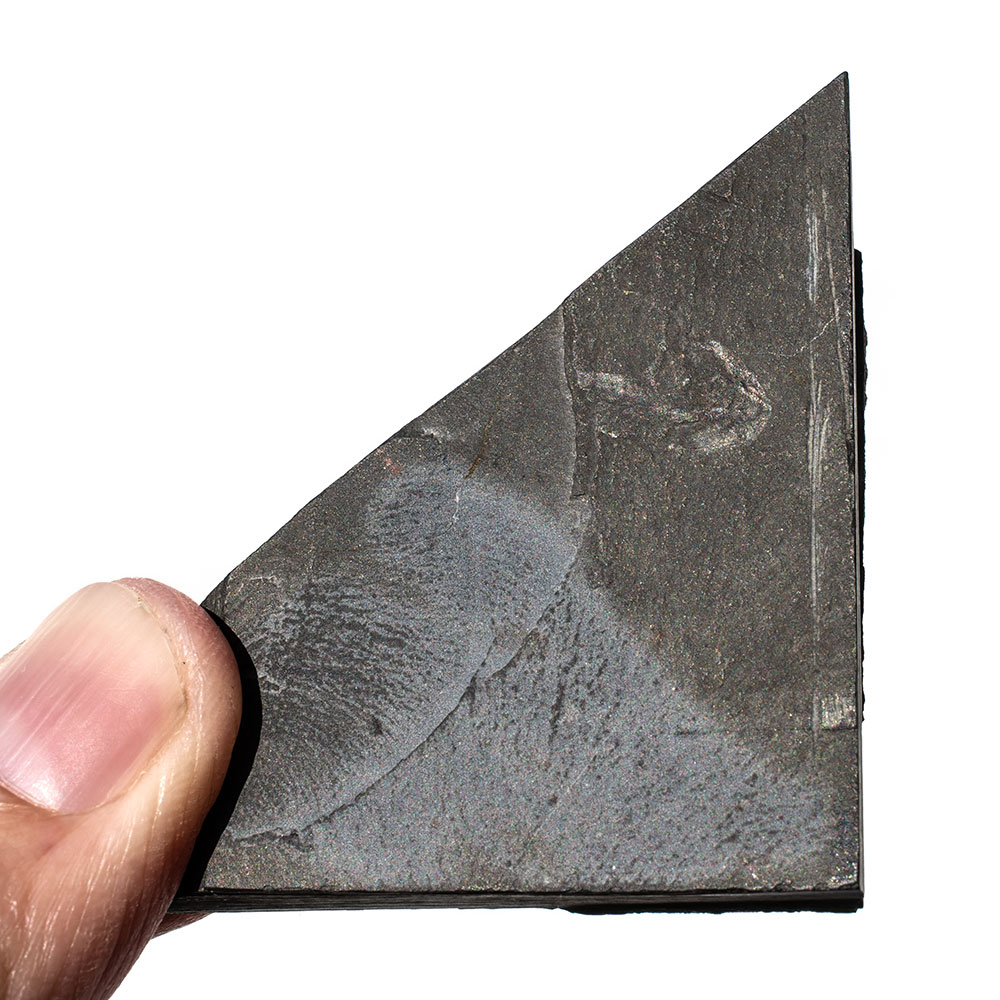 Ultra-rare Burgess Shale chordate - Metaspriggina - Image 3