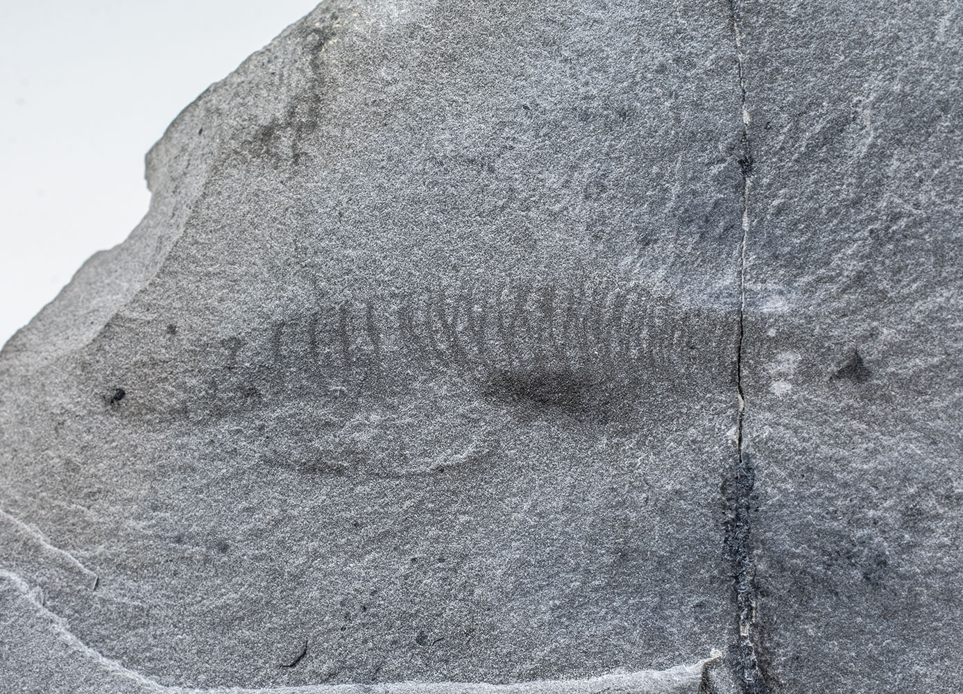 New to science! Cambrian Chordate - Nuucichthys - Image 3