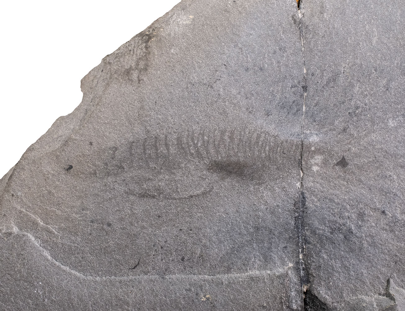 New to science! Cambrian Chordate - Nuucichthys - Image 4