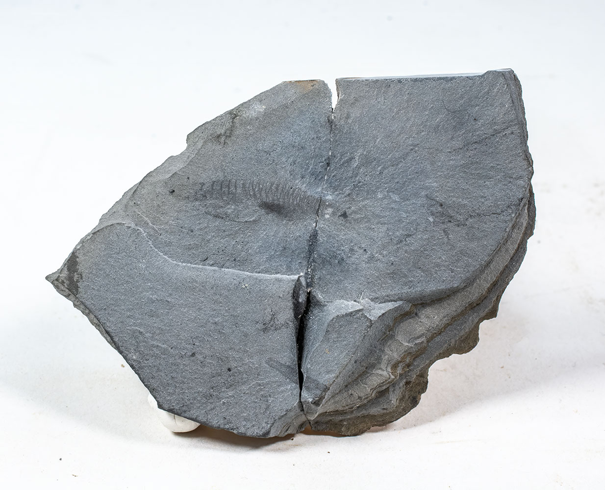 New to science! Cambrian Chordate - Nuucichthys - Image 2