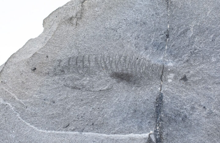 New to science! Cambrian Chordate - Nuucichthys