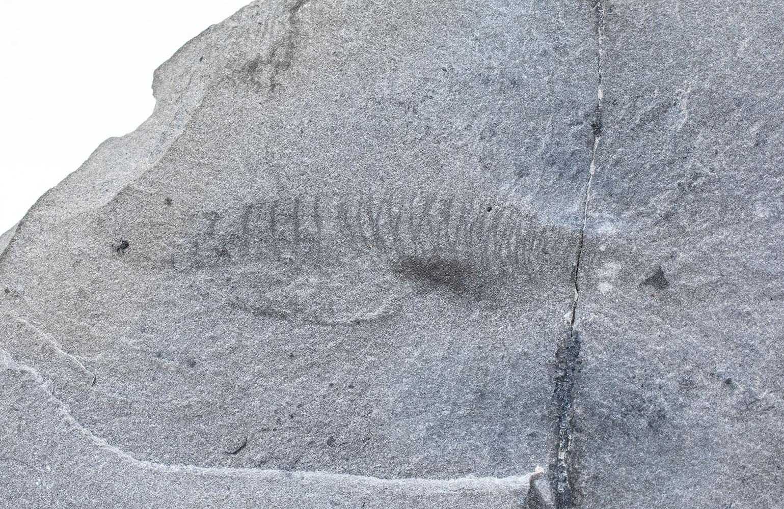 New to science! Cambrian Chordate - Nuucichthys