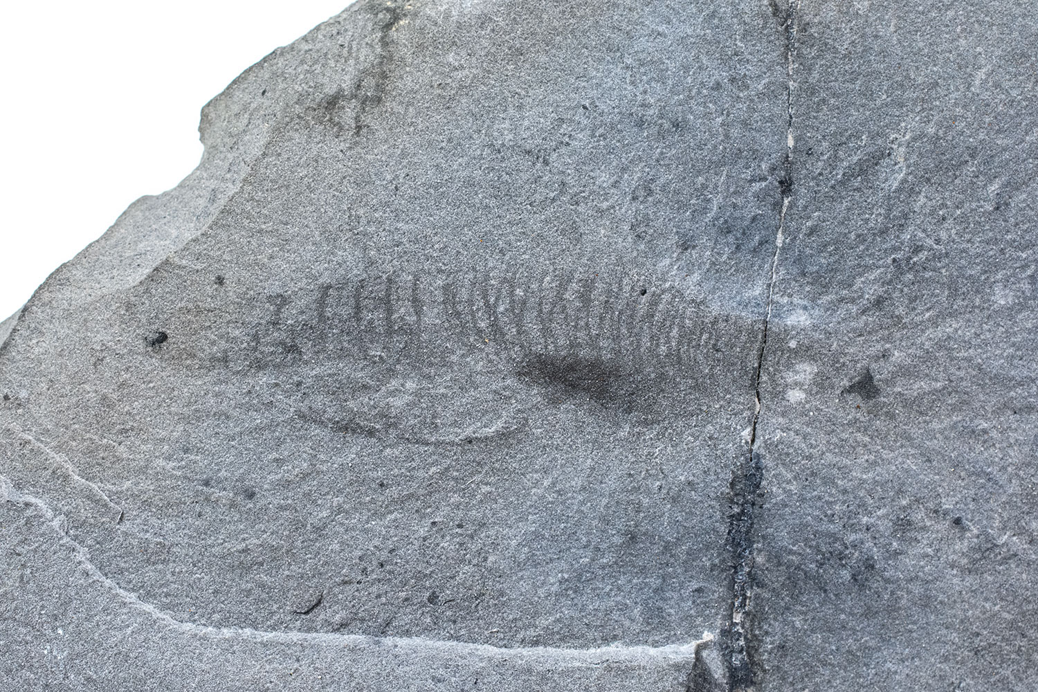 New to science! Cambrian Chordate - Nuucichthys - Image 6
