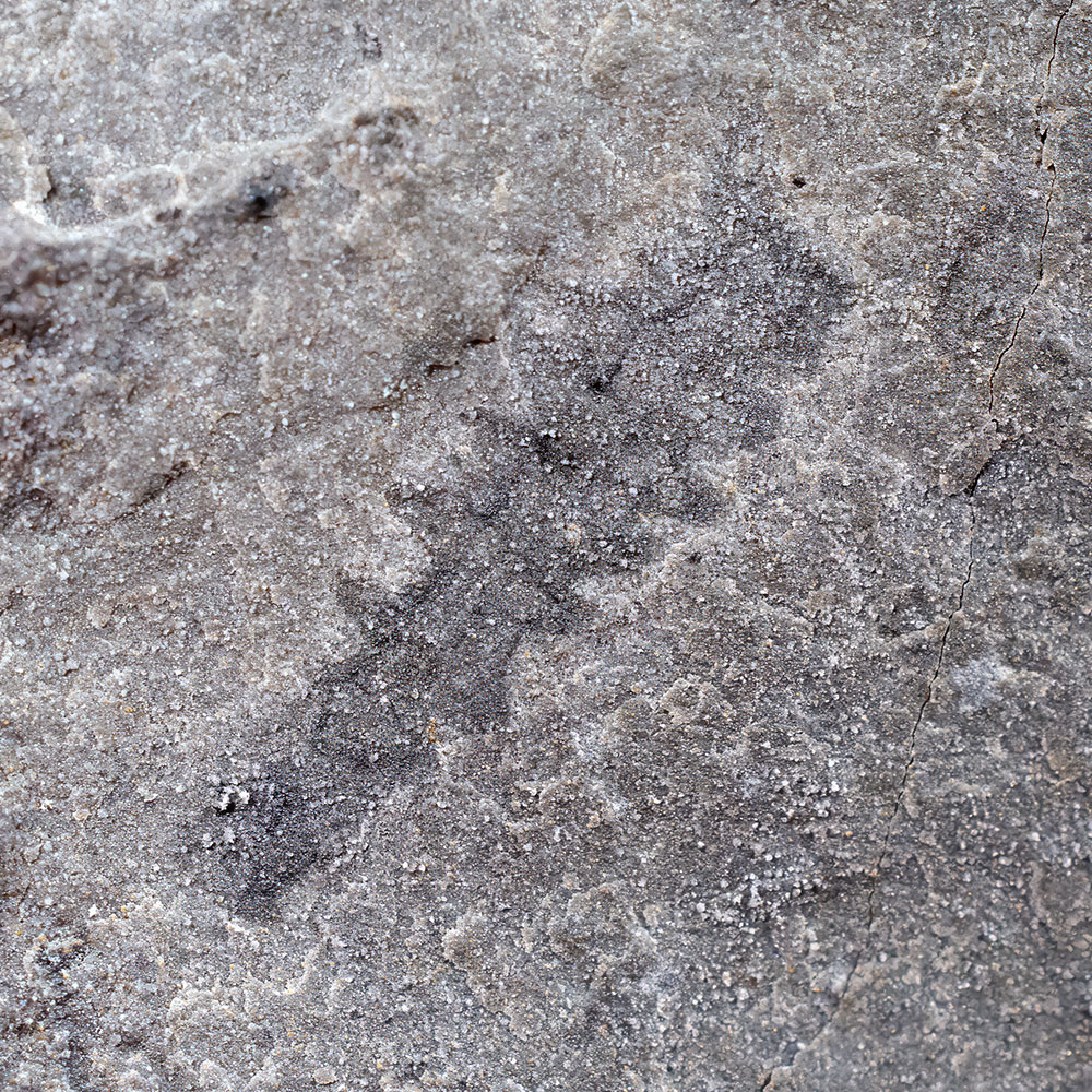 Burgess Shale Taxon from the US - Yohoia