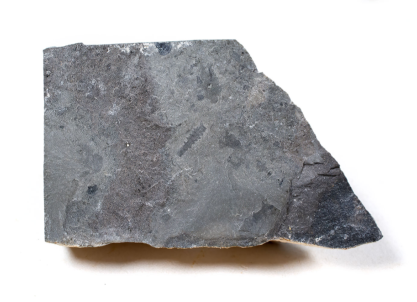 Burgess Shale Taxon from the US - Yohoia - Image 3