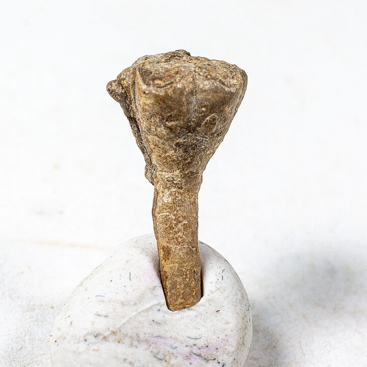 Unusual Blastoid - Schizoblastus