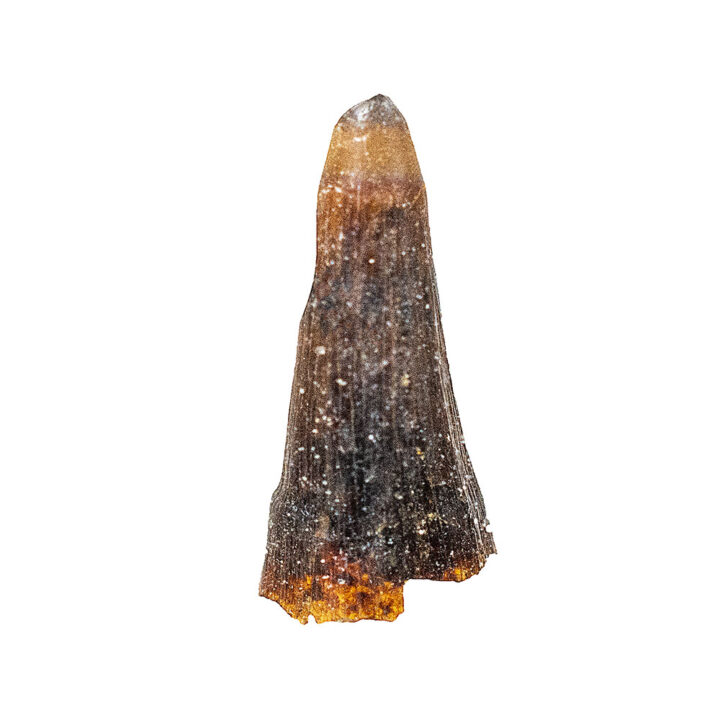 Reptile Tooth